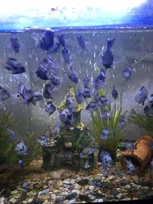 Рыбки акварельные дание меченосцы анцытрусы сомики гуппи продаю оптими