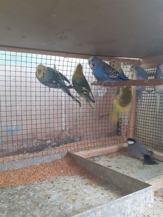 Papagali Perusi Pui și Maturi