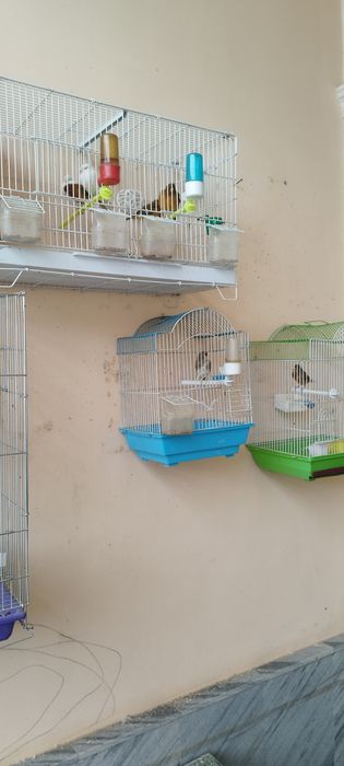 Xamasi bir joyda paralar