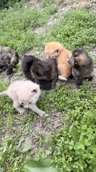 Красивые котята ,бесплатно