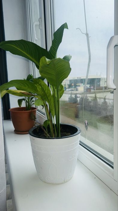 Продам комнатные цветы