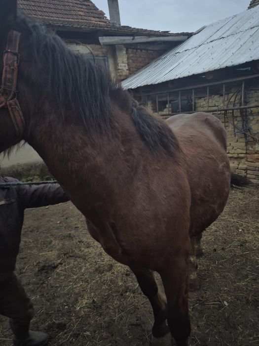 De vânzare  un cal..