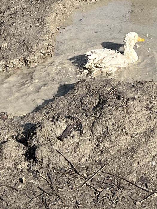 Urdak sotiladi samarqand dan man