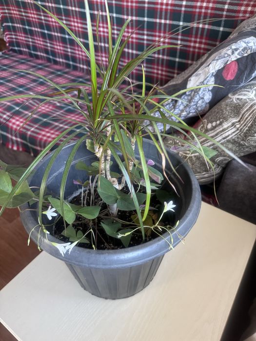 Драцена и кофе арабика