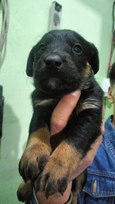 Щенки ягдтерьера, мальчики