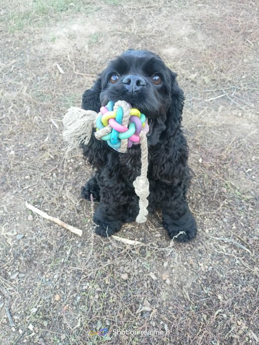 Ищем мужа американский кокер спаниель