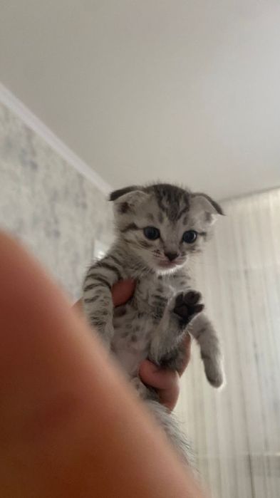 Шотландские кошки
