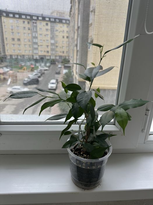 Цветы комнатные живые