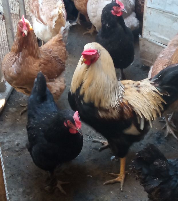 Домашние яйца,без ГМО. На инкубатор.Вывод 98%. Свежие.