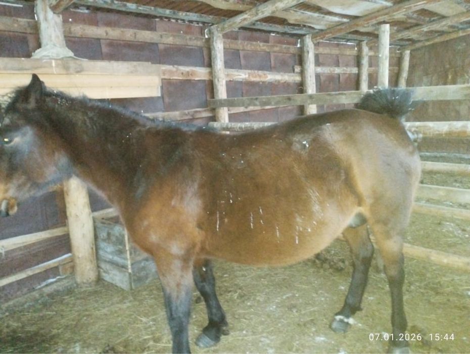 Продам   Кобыла