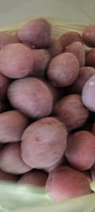 Семенной картофель