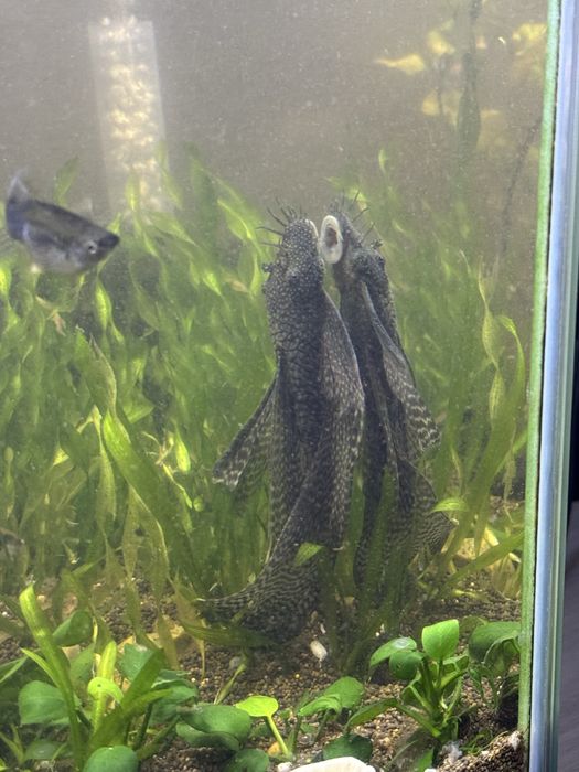 Сомики анцитрусы вуалевые