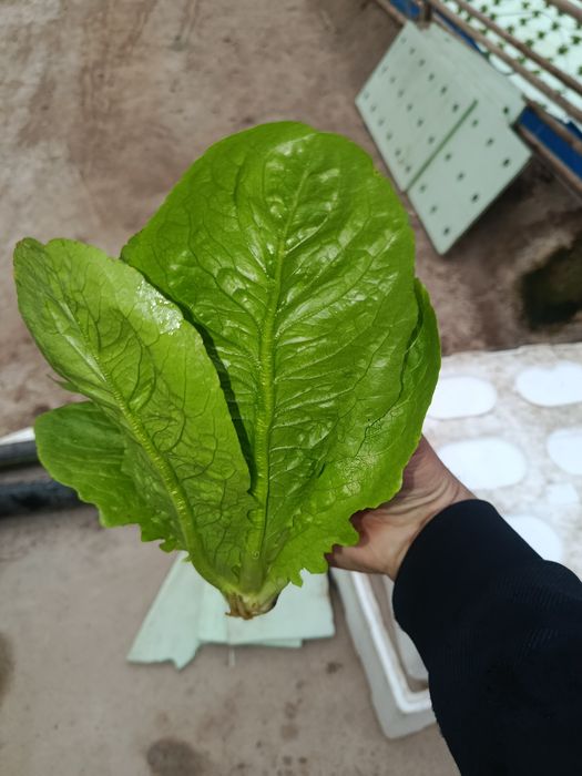 Роман босстн айсберг лалит гидропоники узимзда етиштирилган етказиб