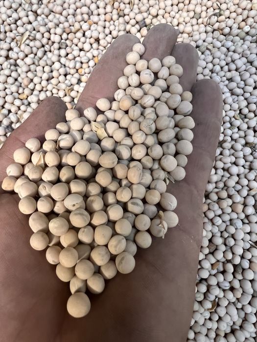 Porumb Boabe Grau Mazare Orz Tarata de grau intreg Malai furajer