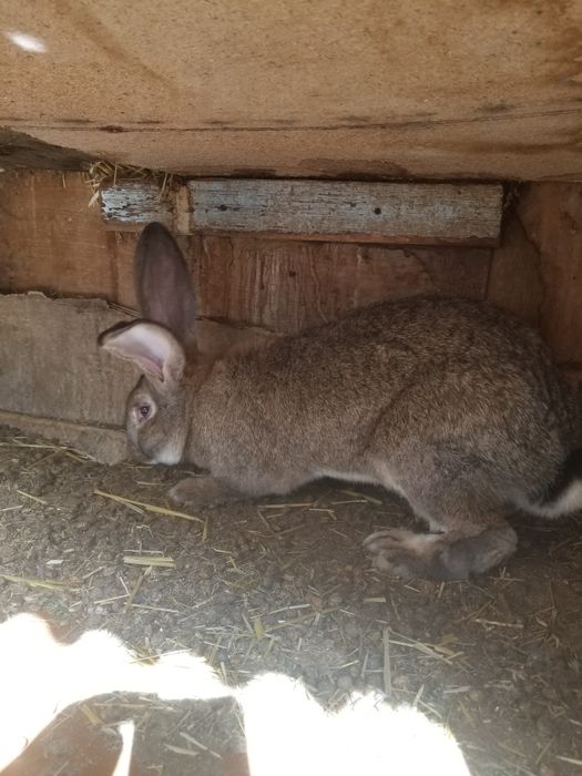 Flandr bolasi xar xili bor