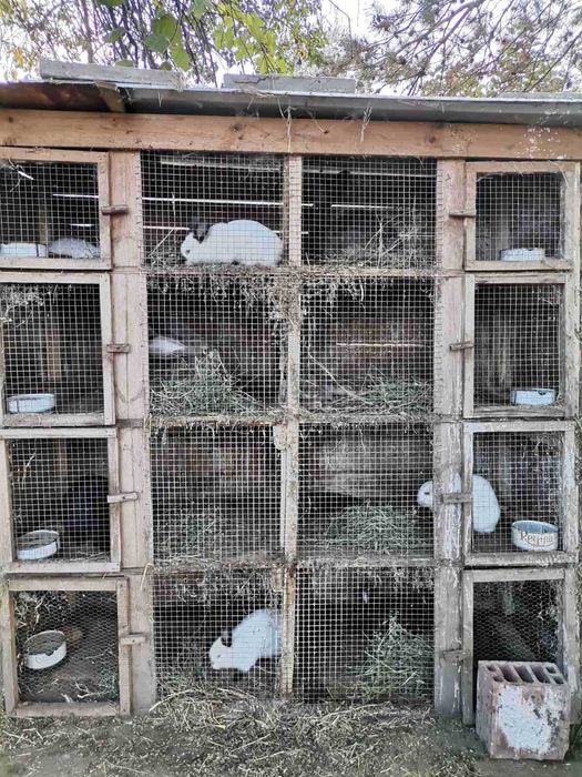 Продавам калифорнийски зайци