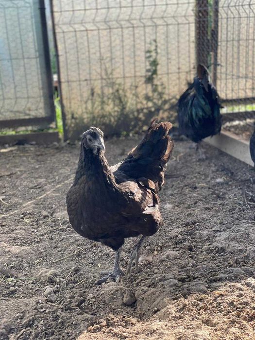 Ouă Ayam Cemani – cocoșul Ferrari și găina de lux în curtea ta