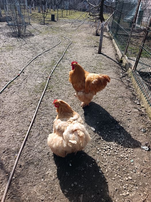 Cocoși mari 10 luni