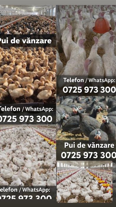 Avem spre vânzare pui albi de carne, rasa mixta, rațe, curcani, bibili