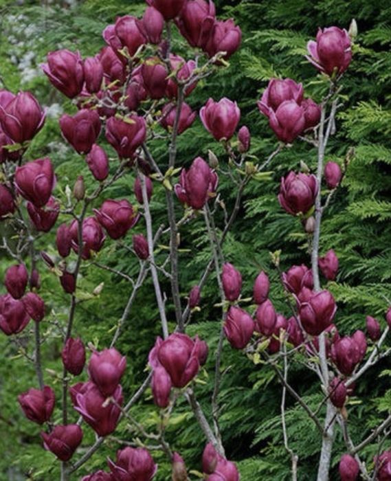 Магнолия карликовая джени