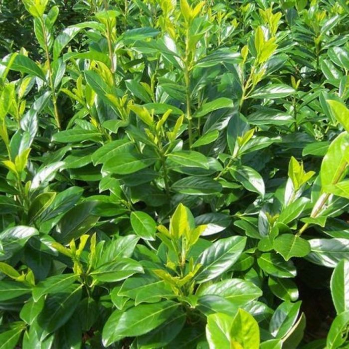 PLANTE ORNAMENTALE DE VÂNZARE  TUIA - Smarald, Barabant, Leylandi,Laur englezesc, Magnoli