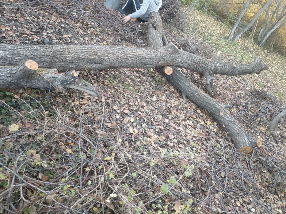 Продам спил дерева
