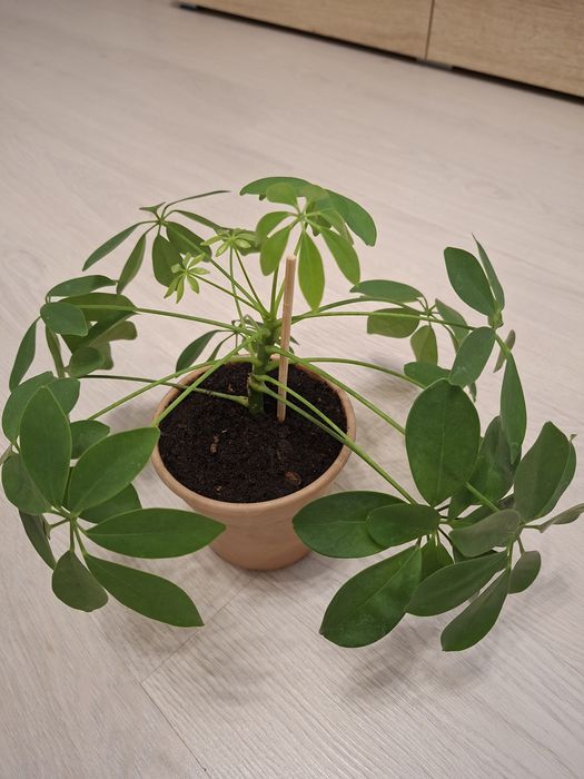 Шефлера комнатный цветок