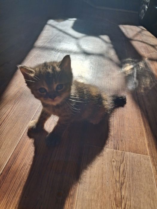 котята бесплатно