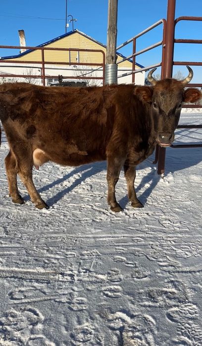 Корова можно доить  4 отёл