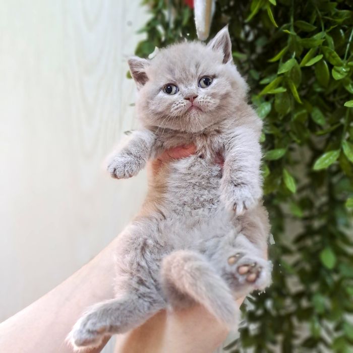 Котята от правильной вязки