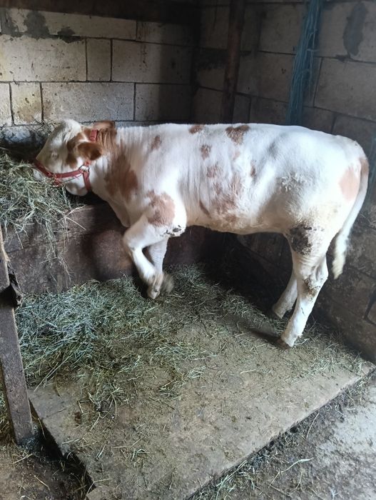 De vânzare  5000 vitea la 4 luni jumate