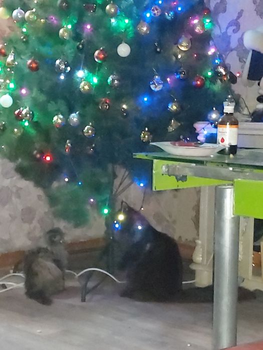 Отдам кошечку вислоухую хайленд фолд