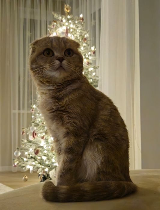 Котёнок Шотландский девочка