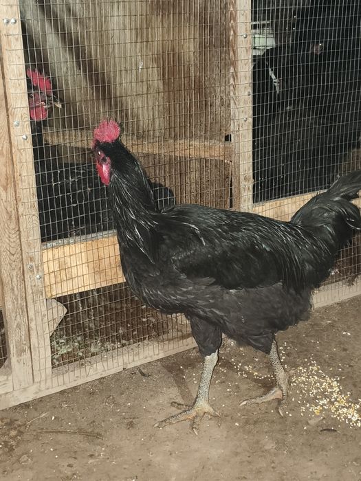 Qora shaxzoda sotiladi