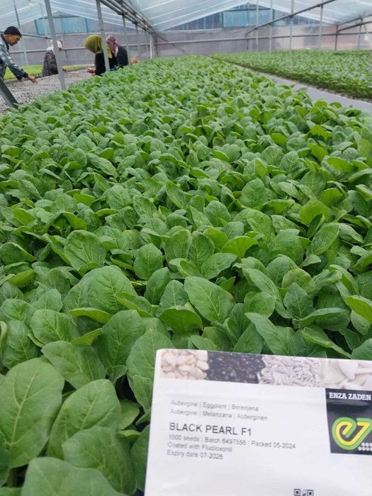 Помидор, булгор калампир, бодринг, баклажон кучатлар бор.