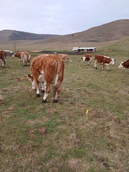 Vand vaci si juninci