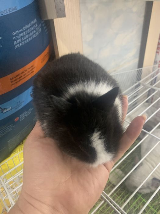 Кролик декоративный