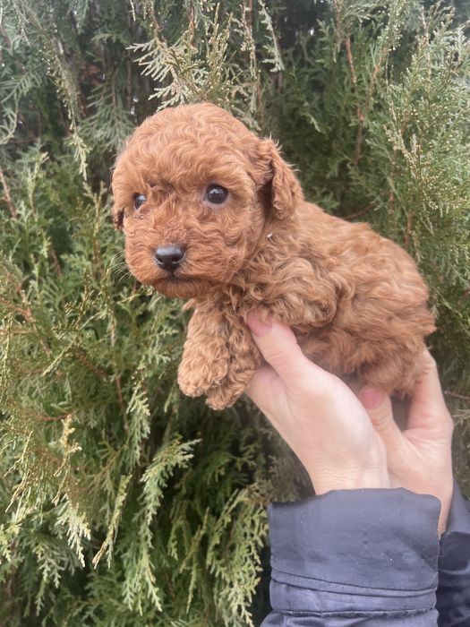 Мини пудел мини пудел