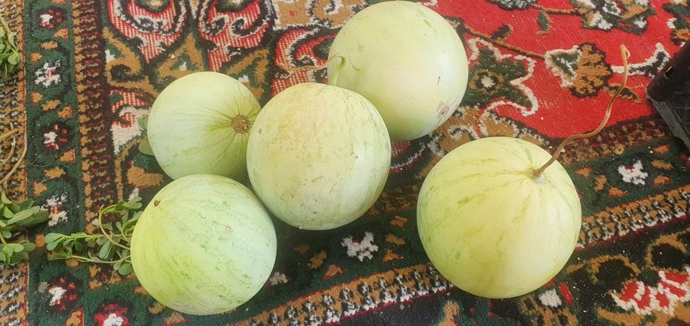 Abu jahl tarvuzi sotiladi