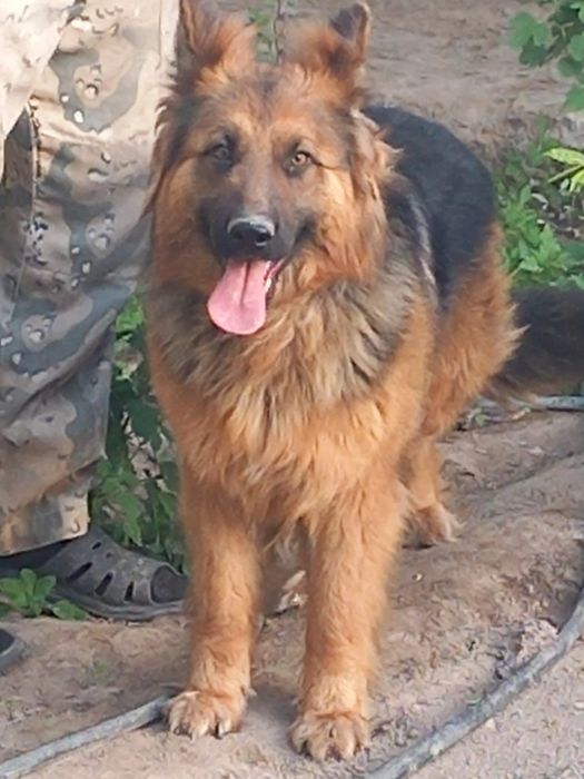 Неметецкий кушиклер