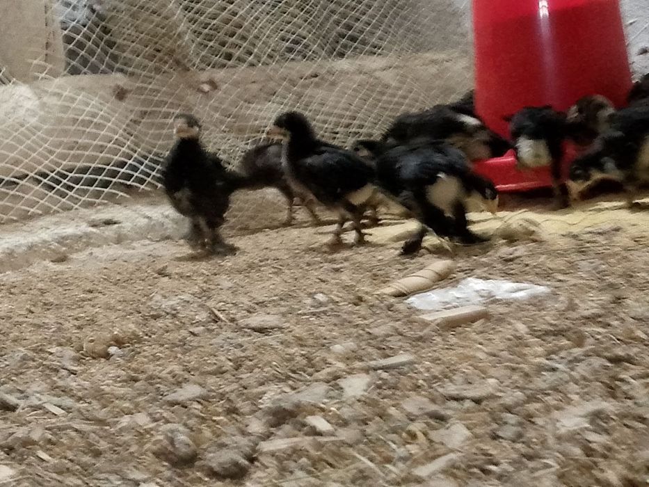 Андижон кора Шахзода жужалар Бир ойлик