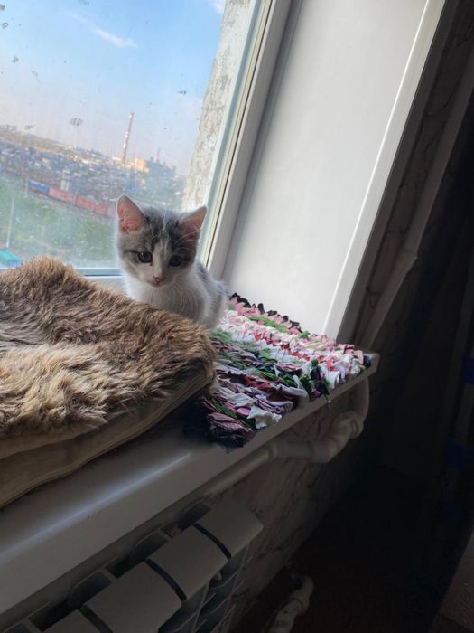 Отдам котенка в добрые руки