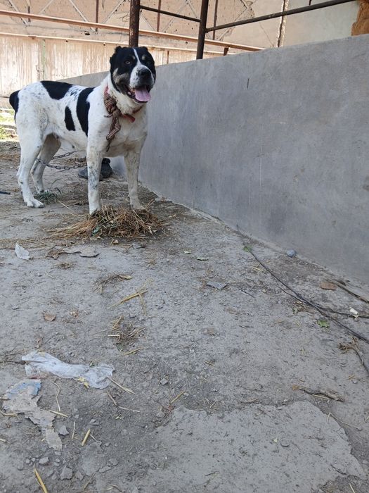 Alabay kuchuk sotiladi qiz