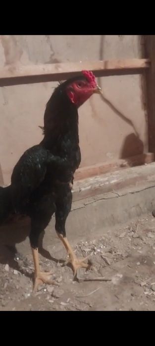 Дакан майский 35 мын