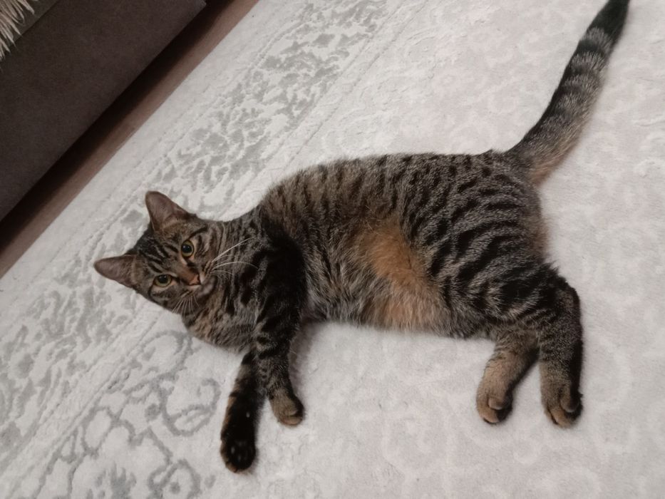 Ищем кота на вязку