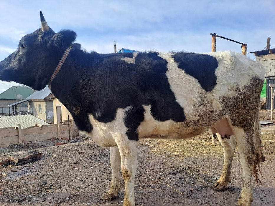 Дойльные коровы 900 000 тг