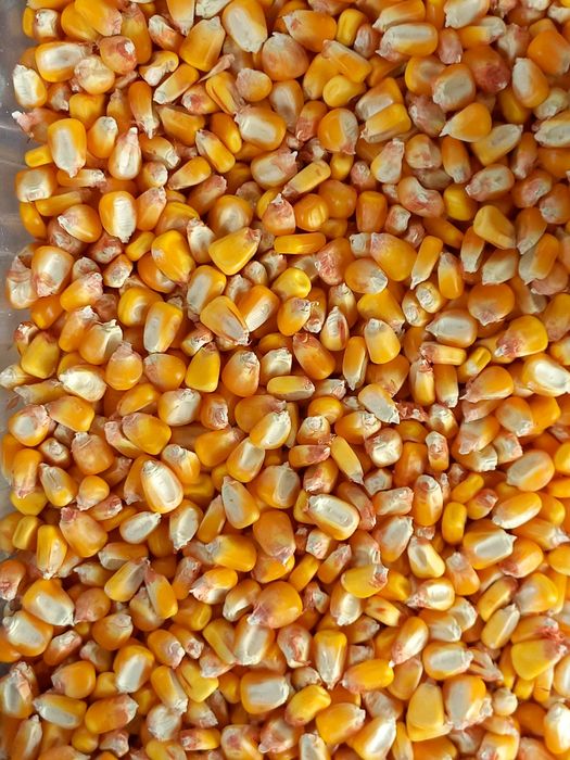 Grâu 1leu .porumb 1.2, floarea soarelui producția 2024