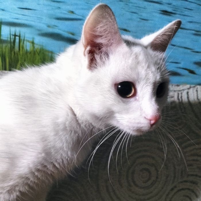 Стериллизованная девочка