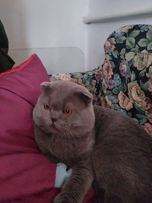 Кот на вязку вислоухий