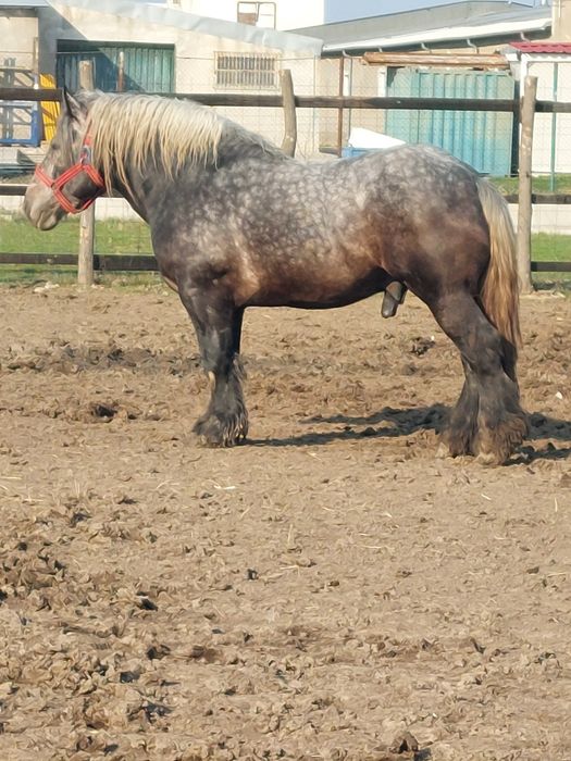 Vand armasar sur de 3 ani